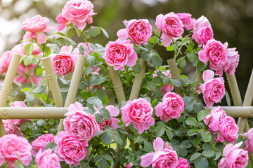 The roses planted in the park