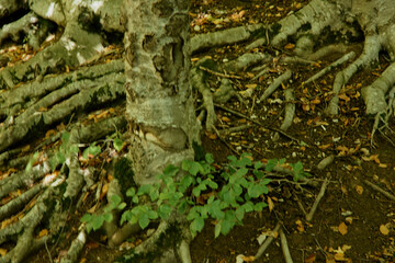 Closeup view of tree roots and fallen leaves on the ground in a tranquil forest setting