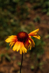 yellow and orange Blanket flower, also known as gaillardia