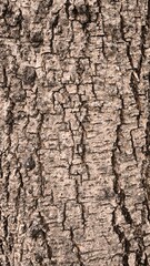 Rough bark pattern for background