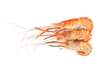 shrimps on white background