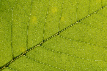 green leaf texture