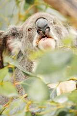 Australian Koala with one eye