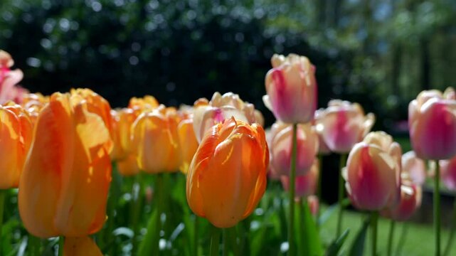 Tulips close up in Keukenhof Park Nederlands