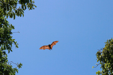 Hen bats live in nature.