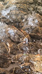 Crab on ice in a restaurant. seafood