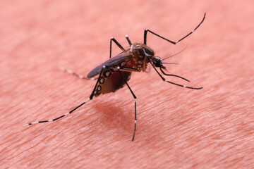 Naklejka premium A mosquito that carries dengue fever and Zika virus is sucking blood on a person's skin.