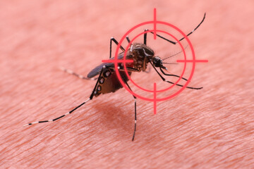 A mosquito that carries dengue fever and Zika virus is sucking blood on a person's skin.