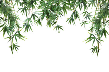 Obraz premium Green Bamboo Branches Hanging Against White Background