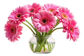 Bouquet of vibrant pink Gerbera daisies in a clear glass vase. Perfect for floral arrangements, gifts, or home decor.