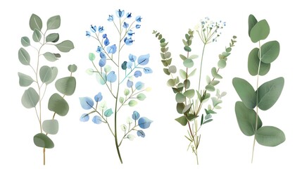 Various types of eucalyptus floral branches