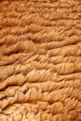 Detailed macro photo of a Red Kangaroos fur. The red kangaroo is the largest of all kangaroos, the largest terrestrial mammal native to Australia, and the largest extant marsupial.