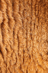 Detailed macro photo of a Red Kangaroos fur. The red kangaroo is the largest of all kangaroos, the largest terrestrial mammal native to Australia, and the largest extant marsupial.