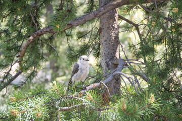 Wild Canada Jay Bird In A Tree