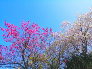 ピンクと白の桜の花