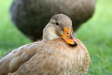 Close up portrait of a brown and tan duck bird with an yellow-orange beak