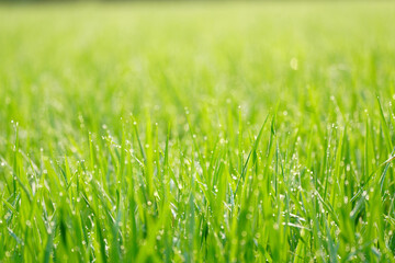 朝露が光る初夏の稲