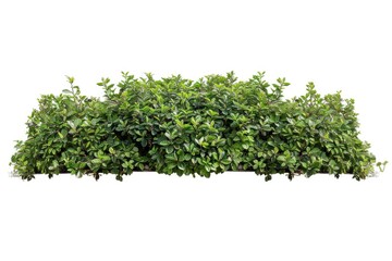 Obraz premium A close-up image of a lush green leaf bush on a white background