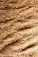 Detailed macro photo of Eastern Grey Kangaroo fur. The eastern grey kangaroo is a marsupial found in the eastern third of Australia. It is also known as the great grey kangaroo and the forester kangar