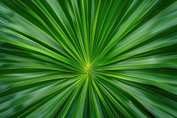 A detailed shot of a single green palm frond, ideal for use in illustrations or designs