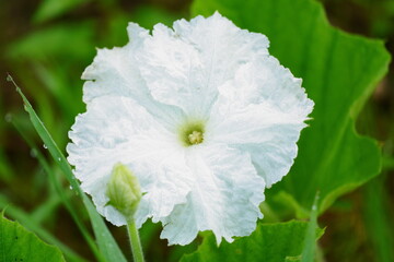 白く美しいユウガオの花