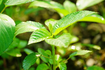 すくすく育つモロヘイヤ