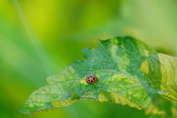 トマトの葉のニジュウヤボシテントウと噛み痕