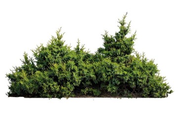Fototapeta premium Silhouetted evergreen trees against a white background, ideal for use in design and graphic projects