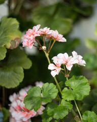 Geranium flower. Beautiful geranium flower. Indoor geranium flower.