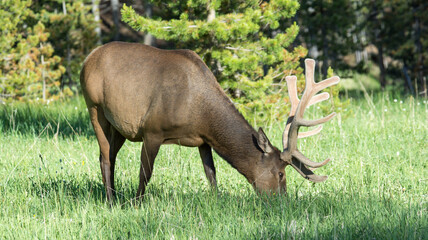Brown Bull Elk Eating In The Forest