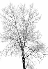 Snowy branches in winter. A snow covered tree stands tall against a white sky its branches reaching out like skeletal fingers.
