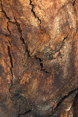 Eucalyptus tree bark texture, Bark of eucalyptus tree, seamless texture, a eucalyptus tree bark texture background image