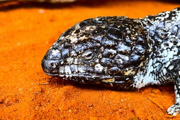 Lizard on the red sand