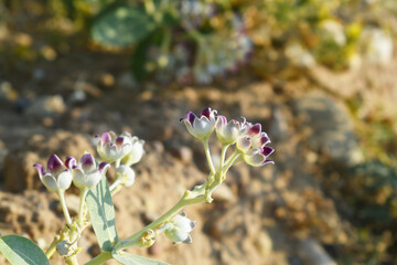 Calotropis procera flower closeup, Calotropis procera, Madar Plant With Beautiful Flower. Crown flowers with blurred background. Beauty of nature. Calotropis flowers, pink and white colour flower
