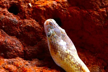 snake in the rocky landscape