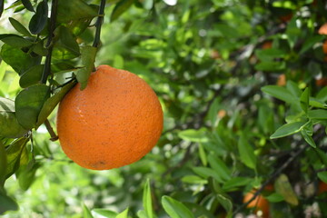 ripe oranges on tree, close-up of a beautiful orange tree with orange, fruit hanging on a tree, Close-up of ripe oranges hanging on a tree in an orange plantation garden, Chakwal, Punjab, Pakistan