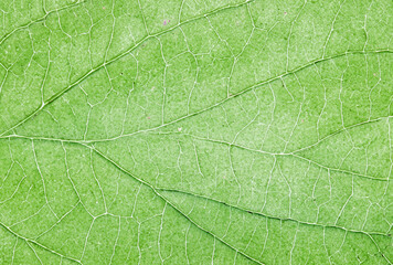 Close-Up of Green Leaf Veins Texture - Natural Pattern Background