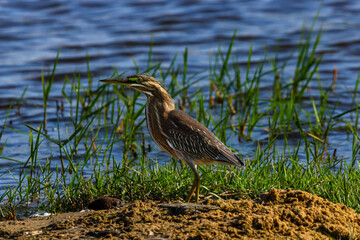 São João da Barra, RJ, Brazil, 07/19/2024 -  Striated heron, socozinho, Butorides striata, on Grussai Beach, Northern region of the State of Rio de Janeiro