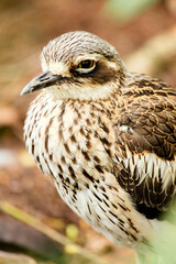 The bush stone-curlew or bush thick-knee is a large, ground-dwelling bird endemic to Australia.