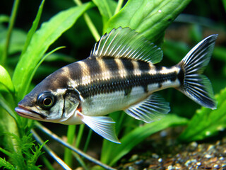 fish in aquarium, isolated, carp, food, fishing, water, white, nature, aquarium, fin, fresh, sea, lake, freshwater, catch, river