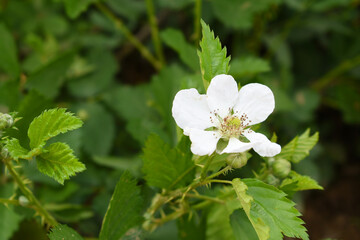 Blackberry flowers in the garden, Beautiful in spring bloom garden. Blackberry bush with white flowers, Blossoming blackberry bush and bee, sunny spring day, Chakwal, Punjab, Pakistan