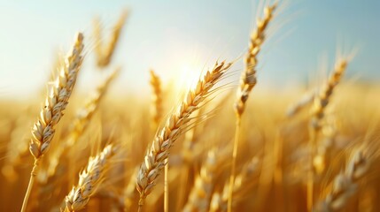 Fototapeta premium Golden Wheat Field at Sunset with Sunlight Shining Through the Ears of Wheat in a Rural Landscape