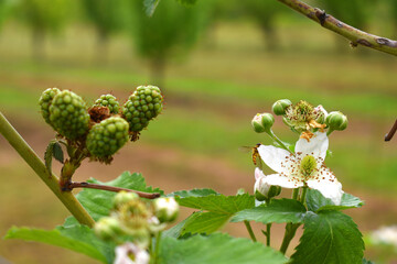 Blackberry flowers in the garden, Beautiful in spring bloom garden. Blackberry bush with white flowers, Blossoming blackberry bush and bee, sunny spring day, Chakwal, Punjab, Pakistan