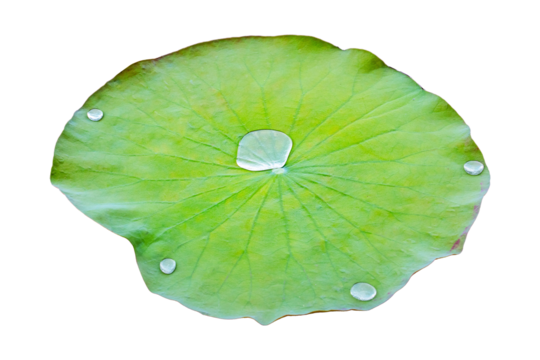 Dark green Lotus flower leaf in pond with drop clear, has dust inside of water on lotus leaf by natural light Beautiful like beads. Isolated on cut out PNG or transparent background.