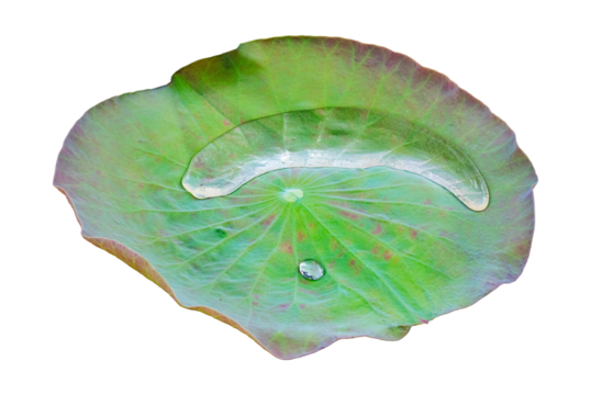 Dark green Lotus flower leaf in pond with drop clear, has dust inside of water on lotus leaf by natural light isolated on cut out PNG or transparent background. Beautiful like beads.