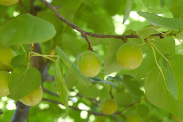 Growing plums in an orchard. Unripe plum fruits on the branches Closeup, green, unripe plum on a tree, Close up detail of unripe green plums on plum tree. Green and unripe plum fruits on a branch