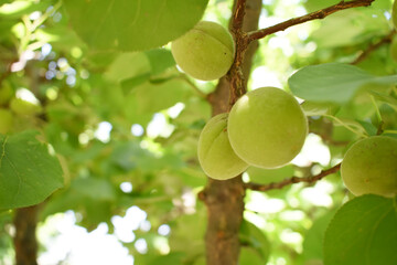 Growing plums in an orchard. Unripe plum fruits on the branches Closeup, green, unripe plum on a tree, Close up detail of unripe green plums on plum tree. Green and unripe plum fruits on a branch