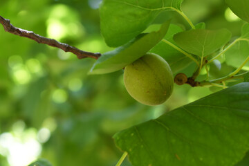 Growing plums in an orchard. Unripe plum fruits on the branches Closeup, green, unripe plum on a tree, Close up detail of unripe green plums on plum tree. Green and unripe plum fruits on a branch