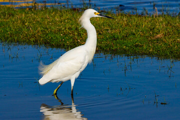 São João da Barra, RJ, Brazil, 07/19/2024 - Snowy egret, Egretta thula, walking on a lagoon at Grussai Beach, Northern region of the State of Rio de Janeiro