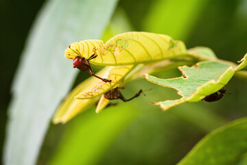 Giraffe Weevil Beetle insects on the leaf in real nature in Thailand